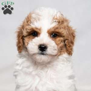Unique, Cavapoo Puppy