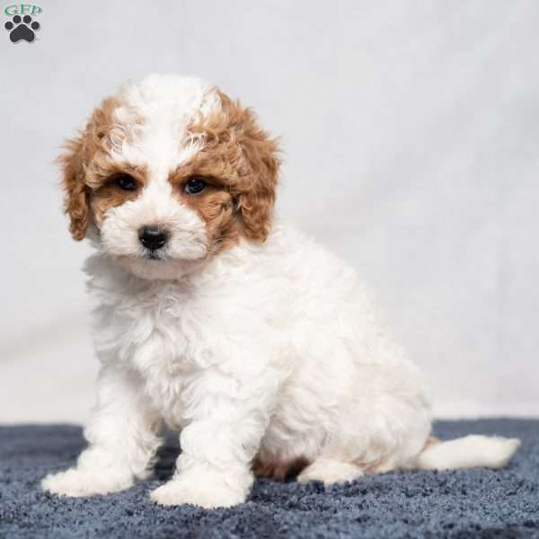 Unique, Cavapoo Puppy