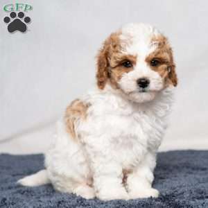 Unique, Cavapoo Puppy