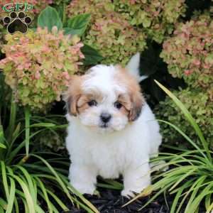 Unity, Teddy Bear Puppy