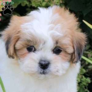 Unity, Teddy Bear Puppy