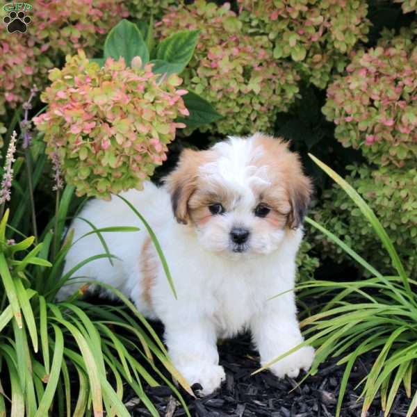 Unity, Teddy Bear Puppy