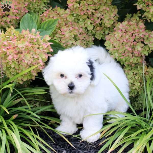 Uno, Teddy Bear Puppy
