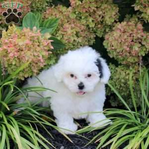 Uno, Teddy Bear Puppy