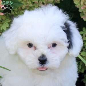 Uno, Teddy Bear Puppy