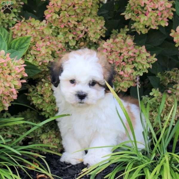 Upton, Teddy Bear Puppy