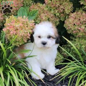 Upton, Teddy Bear Puppy