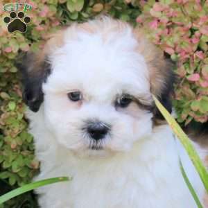 Upton, Teddy Bear Puppy