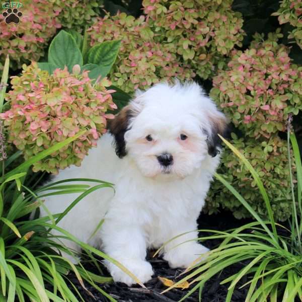 Urban, Teddy Bear Puppy