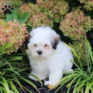 Urban, Teddy Bear Puppy
