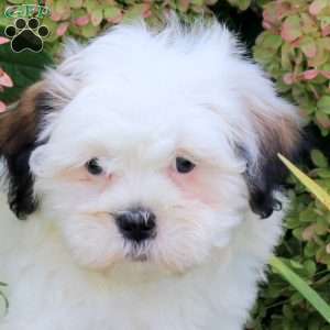 Urban, Teddy Bear Puppy