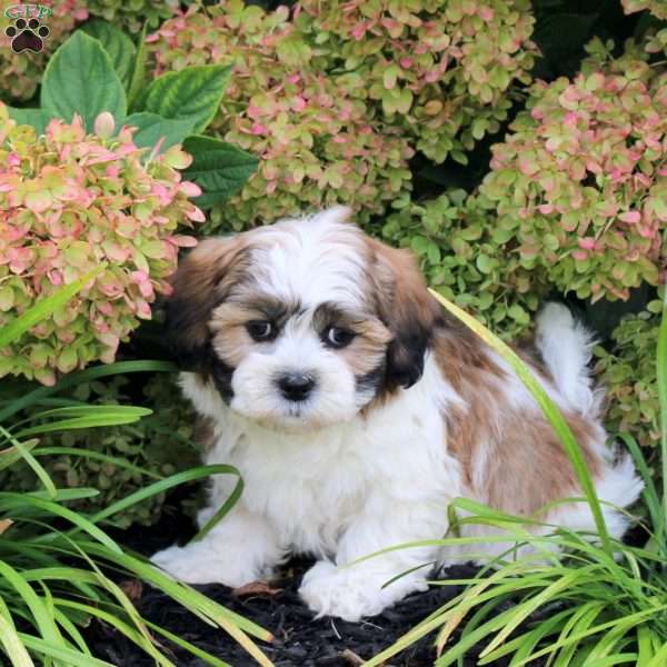 Utopia, Teddy Bear Puppy