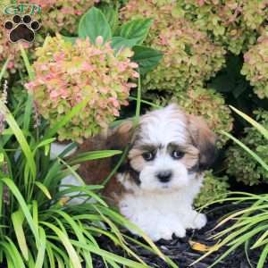Utopia, Teddy Bear Puppy
