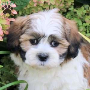 Utopia, Teddy Bear Puppy