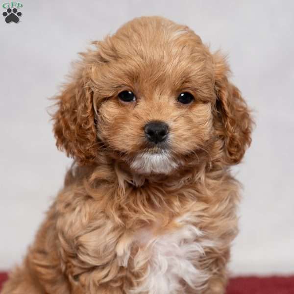 Vanessa, Cavapoo Puppy