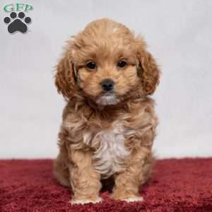 Vanessa, Cavapoo Puppy