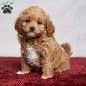 Vanessa, Cavapoo Puppy