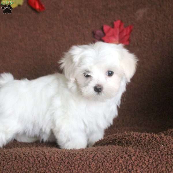 Vera, Maltese Puppy