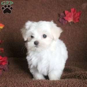 Vera, Maltese Puppy