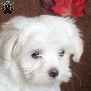 Vera, Maltese Puppy