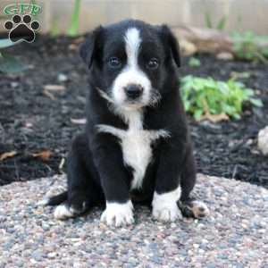 Vicky, Border Collie Mix Puppy