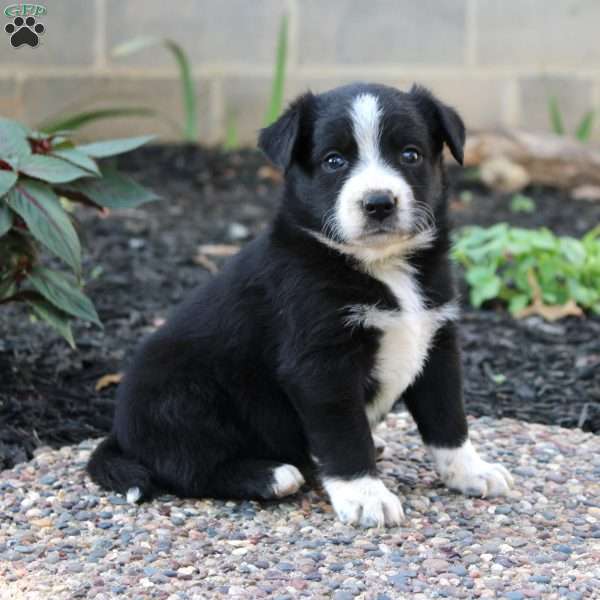 Vicky, Border Collie Mix Puppy