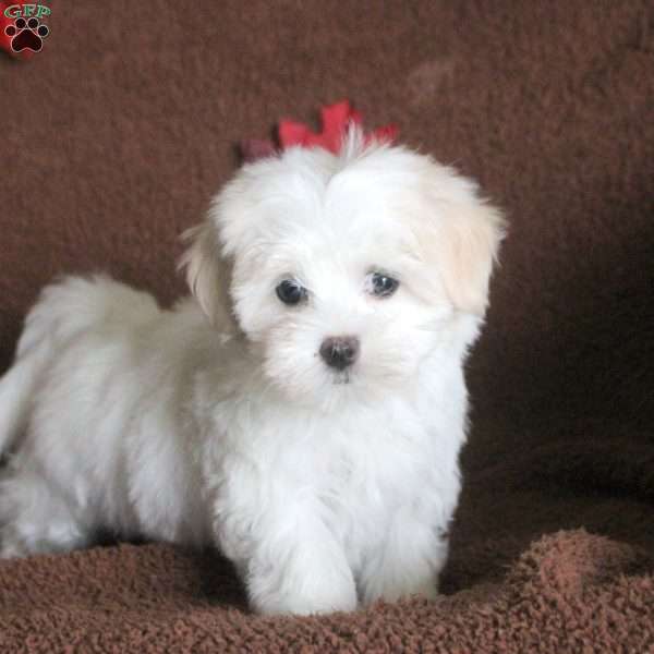 Violet, Maltese Puppy