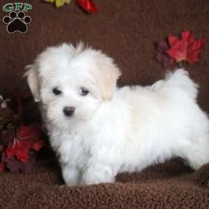 Violet, Maltese Puppy