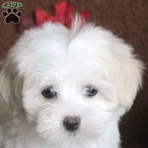 Violet, Maltese Puppy