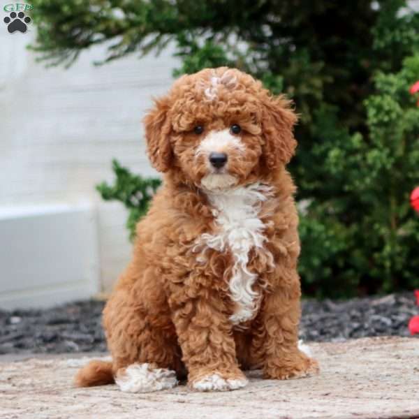 Violet, Miniature Poodle Puppy