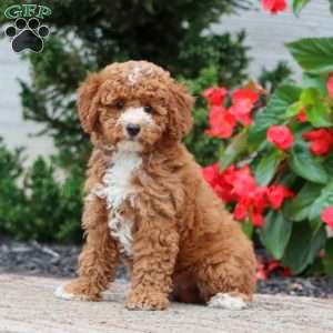 Violet, Miniature Poodle Puppy