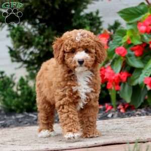 Violet, Miniature Poodle Puppy