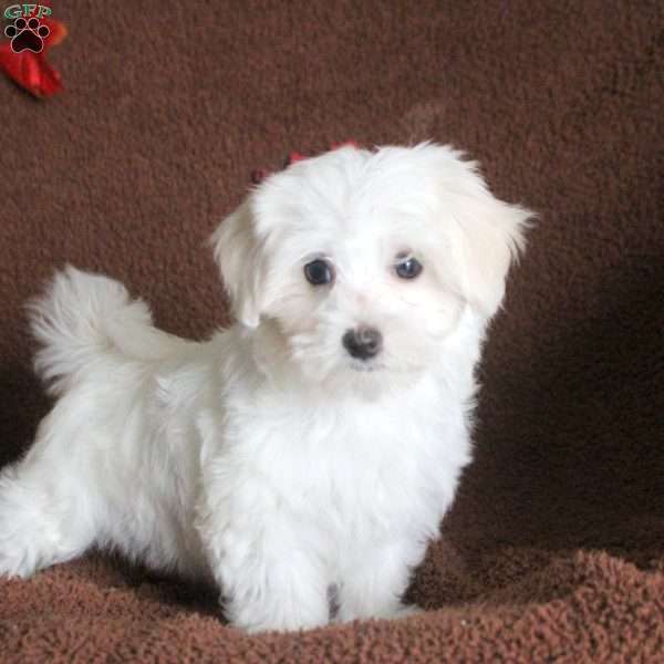 Vivienne, Maltese Puppy