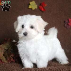 Vivienne, Maltese Puppy