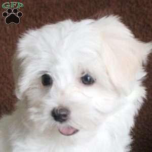 Vivienne, Maltese Puppy