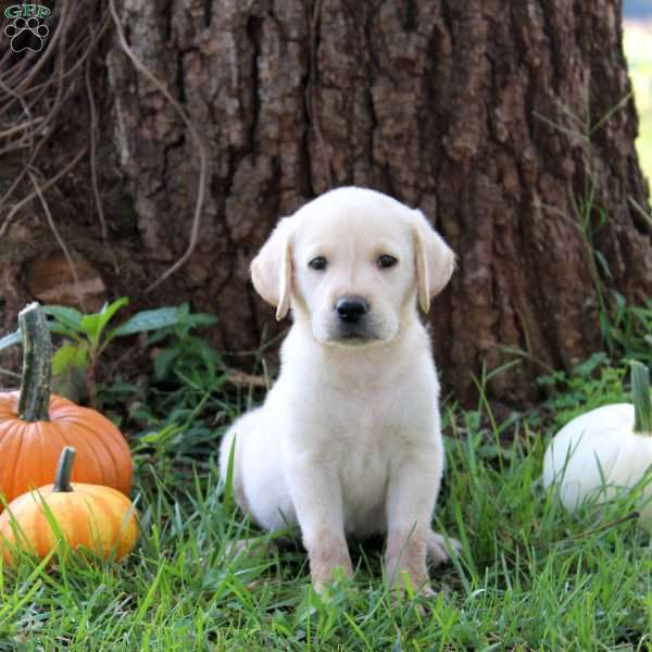 Waffles, Yellow Labrador Retriever Puppy