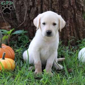 Waffles, Yellow Labrador Retriever Puppy