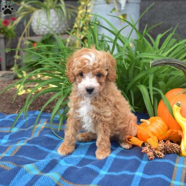 Waldo, Miniature Poodle Puppy