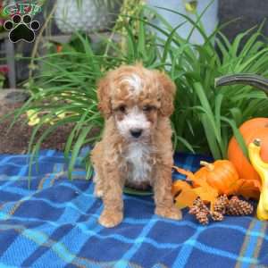 Waldo, Miniature Poodle Puppy