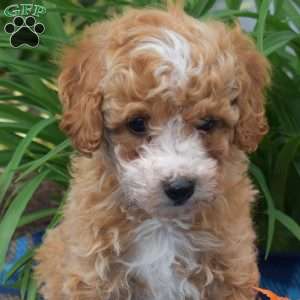 Waldo, Miniature Poodle Puppy