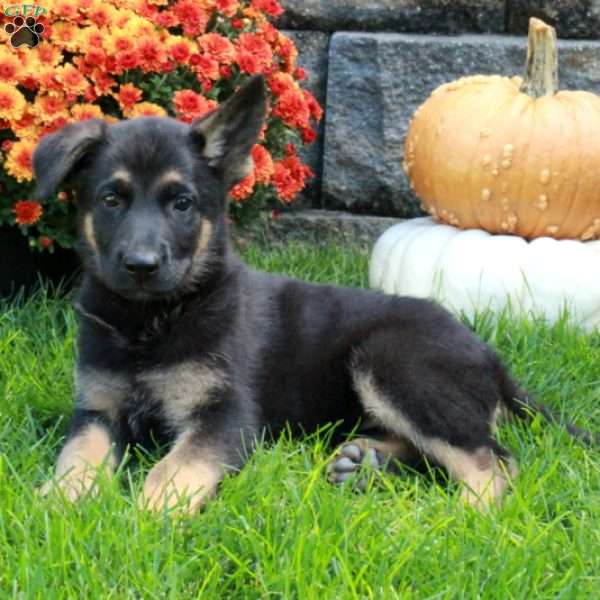 Wanda, German Shepherd Puppy