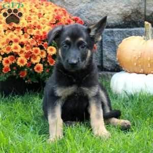 Wanda, German Shepherd Puppy