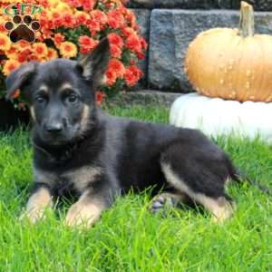 Wanda, German Shepherd Puppy