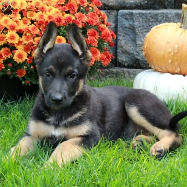 Wendy, German Shepherd Puppy
