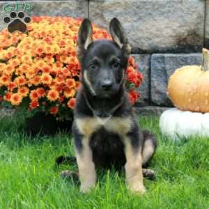 Wendy, German Shepherd Puppy