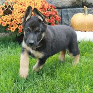 Wendy, German Shepherd Puppy