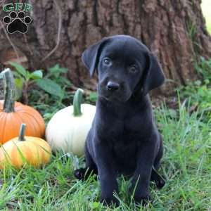 Whisper, Black Labrador Retriever Puppy
