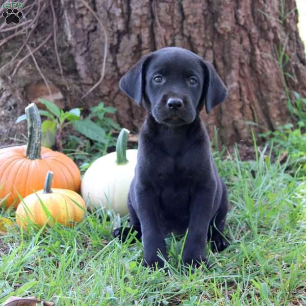 Whisper, Black Labrador Retriever Puppy