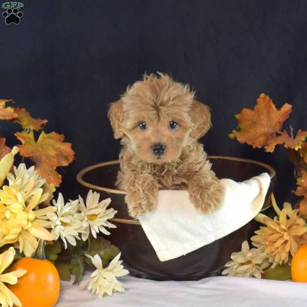 Wiggles, Maltipoo Puppy