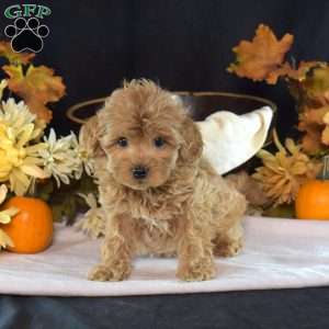 Wiggles, Maltipoo Puppy